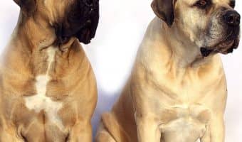 Finding extra large dog beds for mastiffs can be a real challenge, but I've got you covered! Check out the top 5 best ginormous beds for your giant pal!