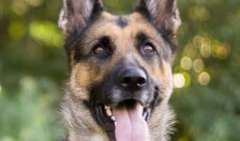 What are the best service dogs for PTSD? All dogs can ease emotional suffering to some degree, but today we'll talk about the top 10 breeds that do it best.