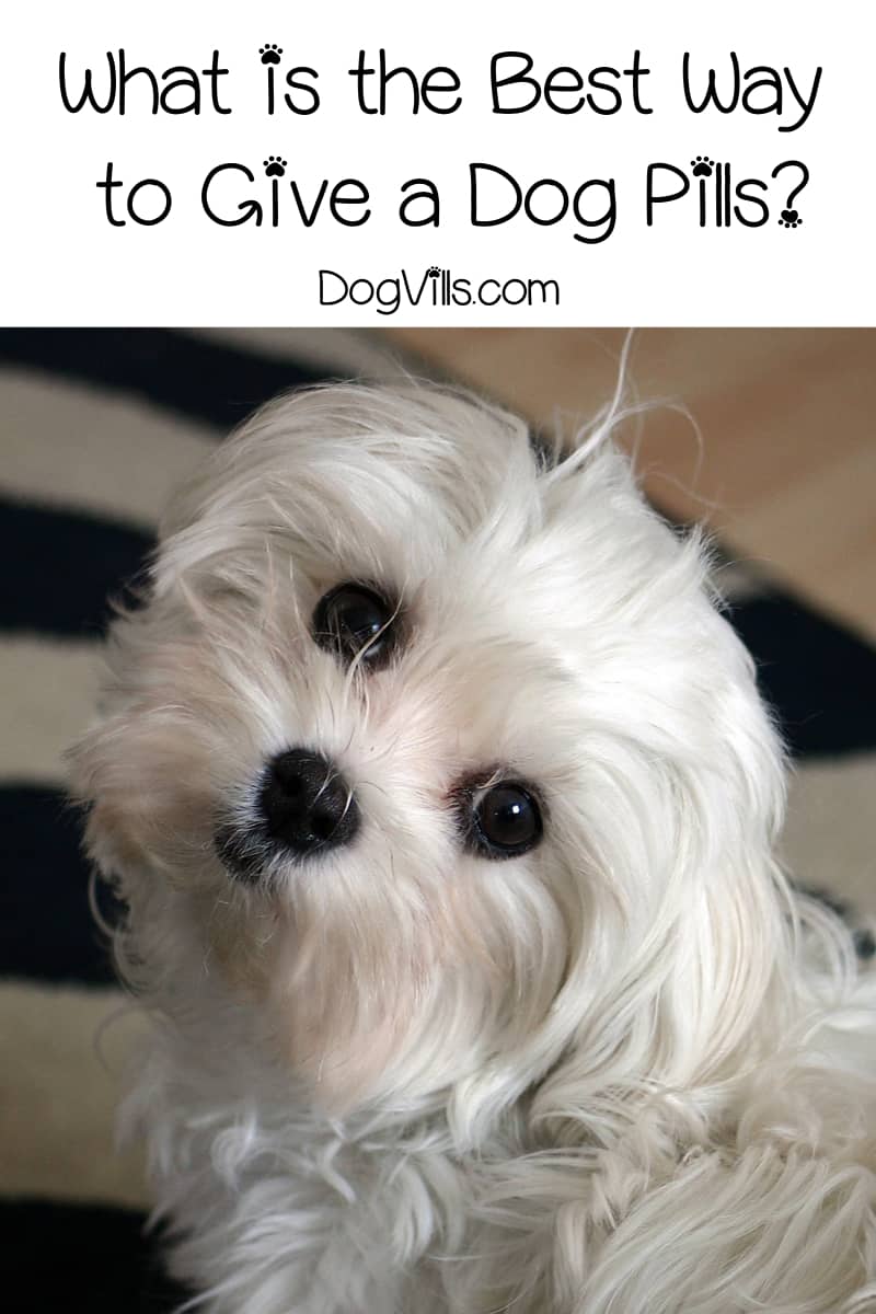 What is the Best Way to Give a Dog Pills? DogVills