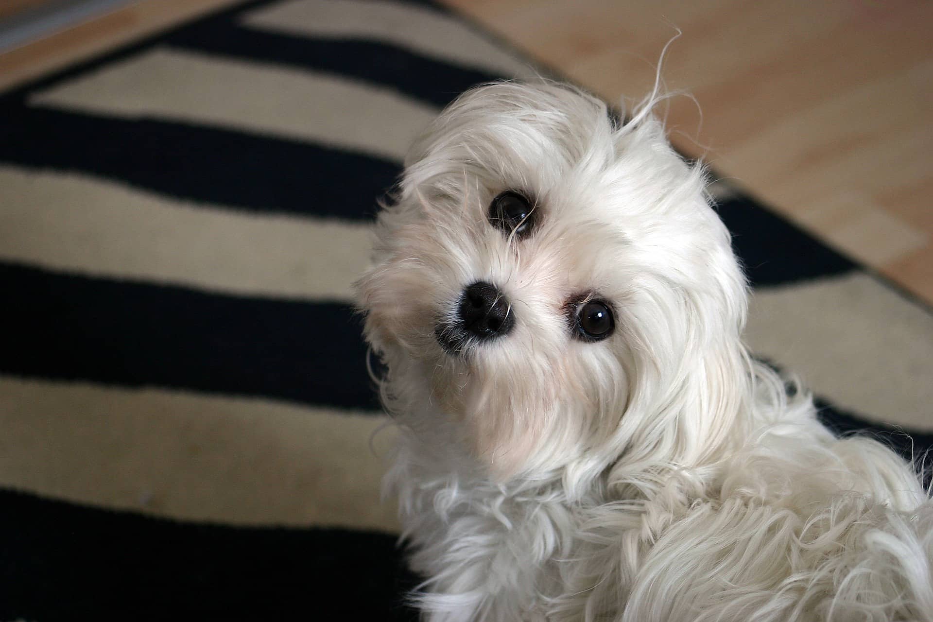 what-is-the-best-way-to-give-a-dog-pills-dogvills
