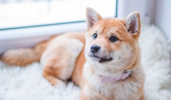 Can your dog be mad at you? We've all wondered it, especially when it seems like our dogs are holding a grudge. Read on to find out if they really are mad!