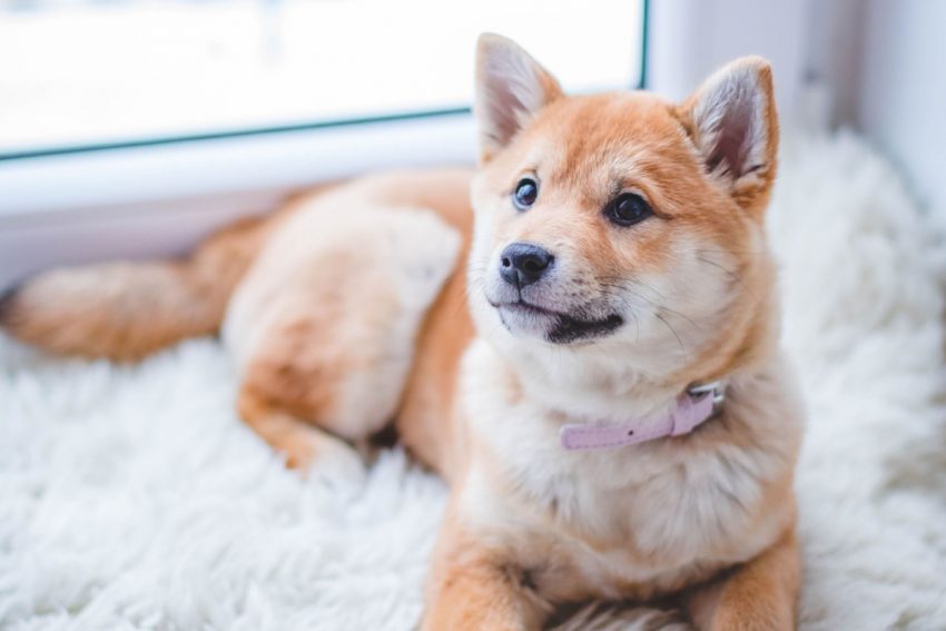 Can your dog be mad at you? We've all wondered it, especially when it seems like our dogs are holding a grudge. Read on to find out if they really are mad!