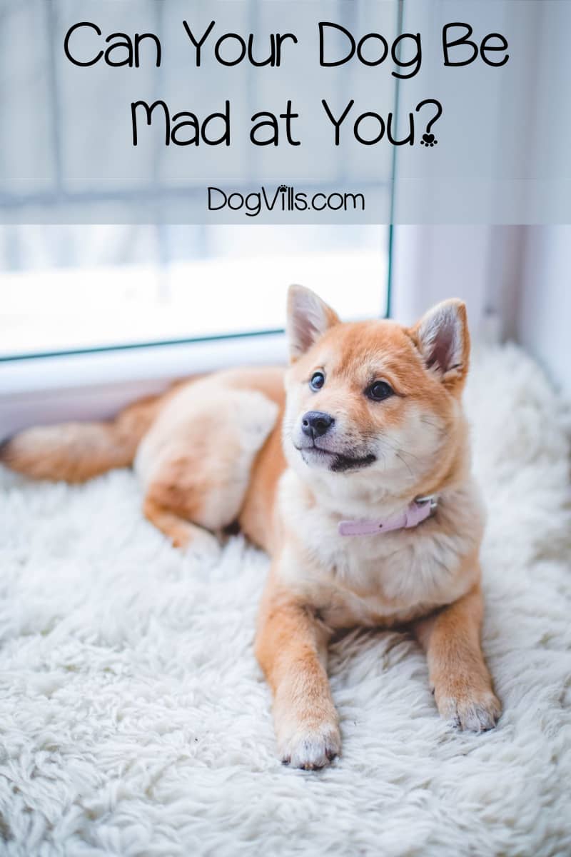 Can Your Dog Be Mad at You? DogVills
