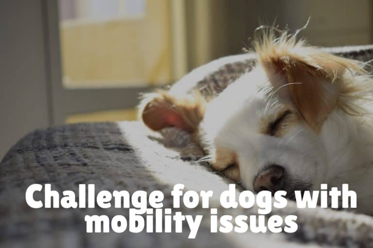 Top 5 Best Elevated Dog Beds on Legs (with Reviews) DogVills