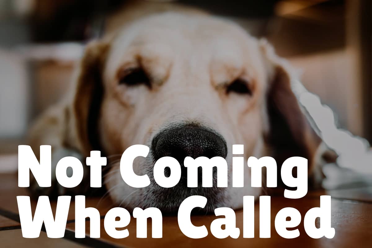 Owning a Deaf Dog Everything You Need to Know DogVills