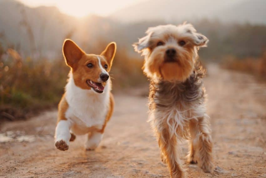 Does gender matter when adopting a second dog? Turns out, it does! Read on to find out what experts say about the subject!
