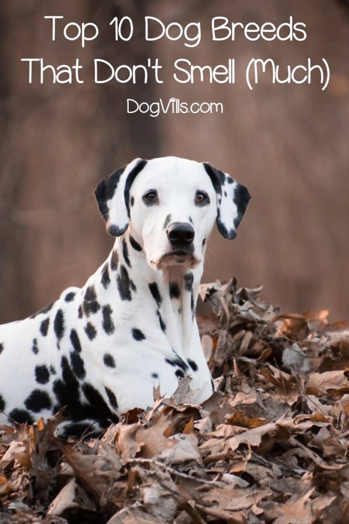 Top 10 Dog Breeds That Don't Smell (Much) DogVills