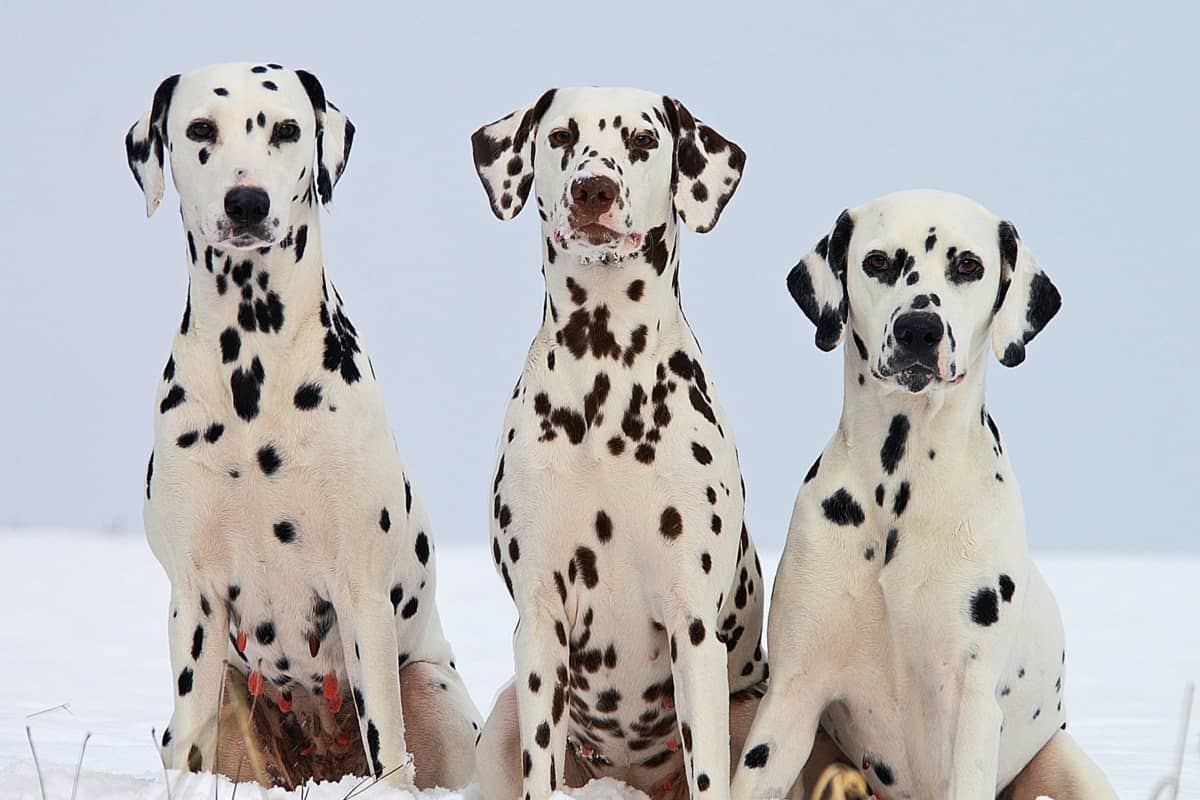 Top 10 Dog Breeds That Don't Smell (Much) DogVills