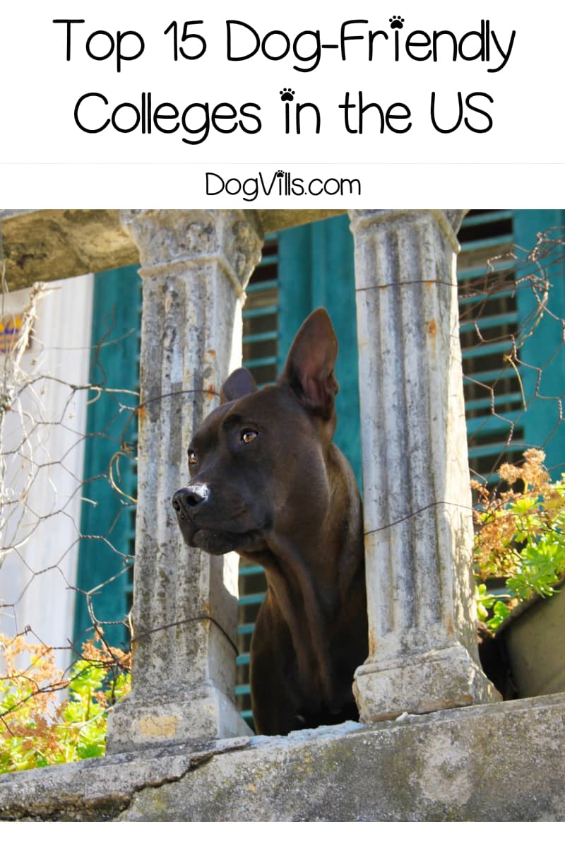 Top 15 Dog-Friendly Colleges in the US - DogVills Top 15 Dog-Friendly Colleges in the US - DogVills
