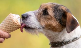 Want to take your pet to the best dog friendly ice cream places? Check out 10 treat places that welcome dogs AND have a little something special for them!