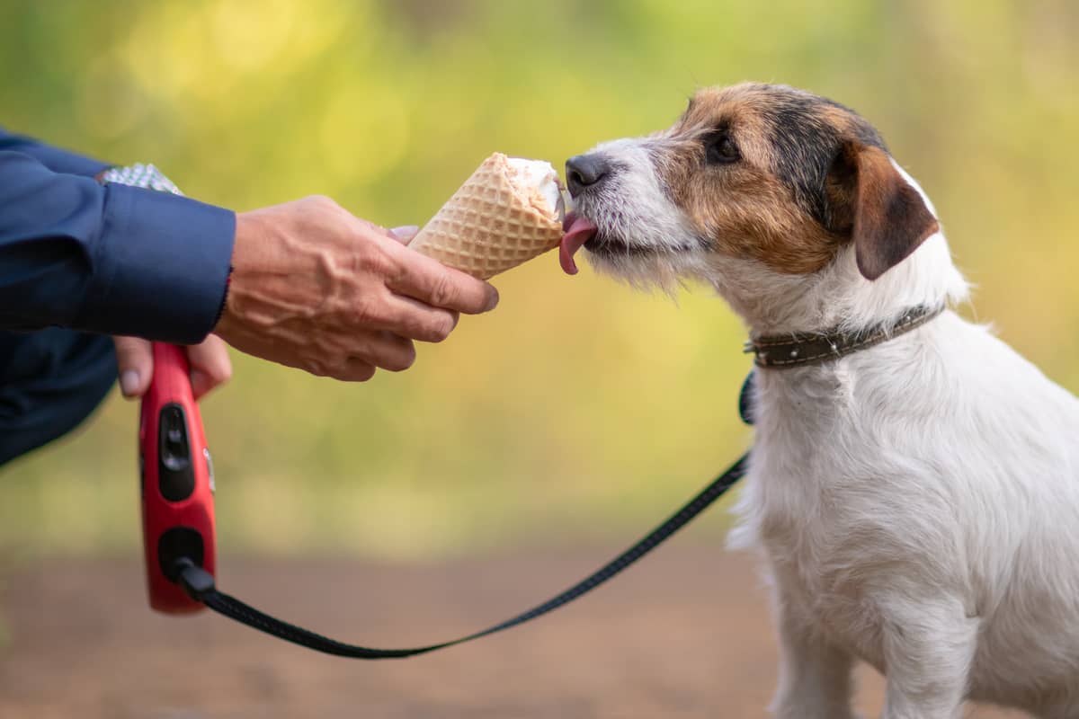 dog ice cream places near me