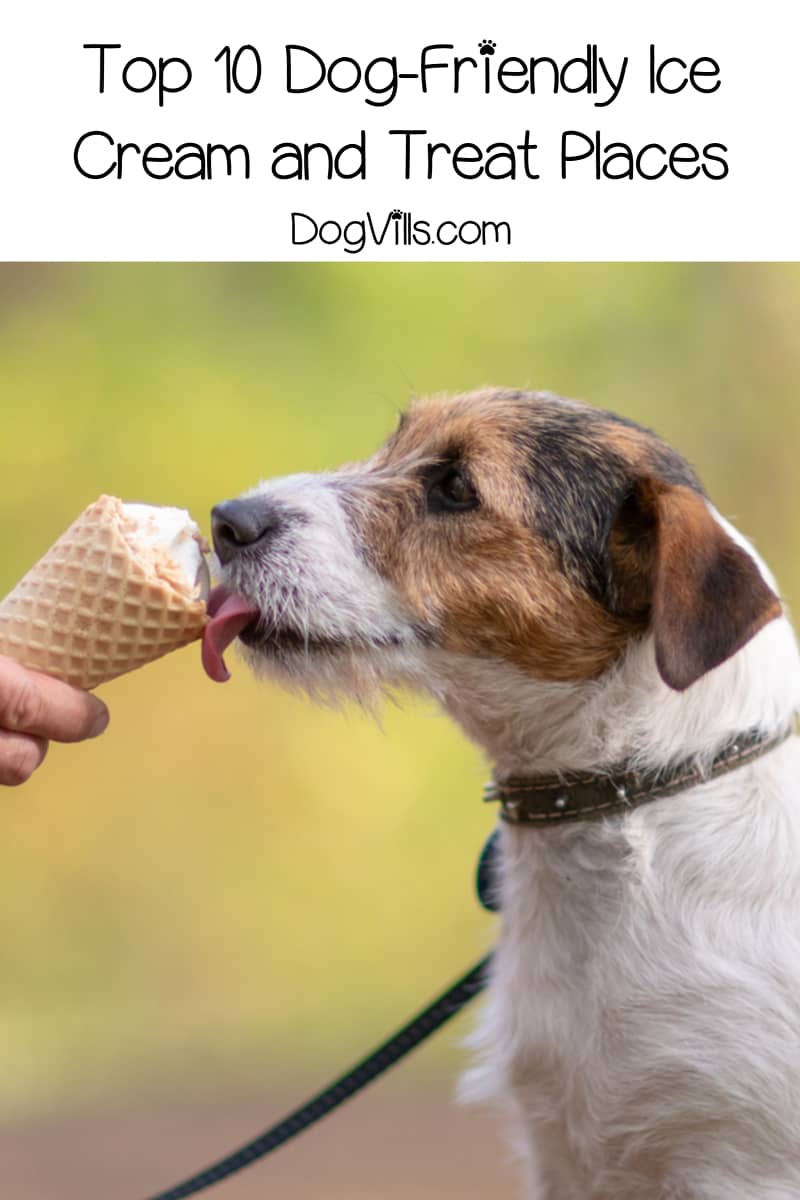 dog friendly ice cream shop