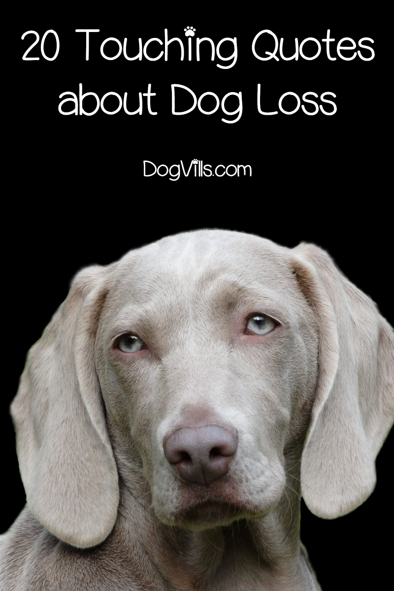 20 Inspirational & Touching Dog Loss Quotes http//www