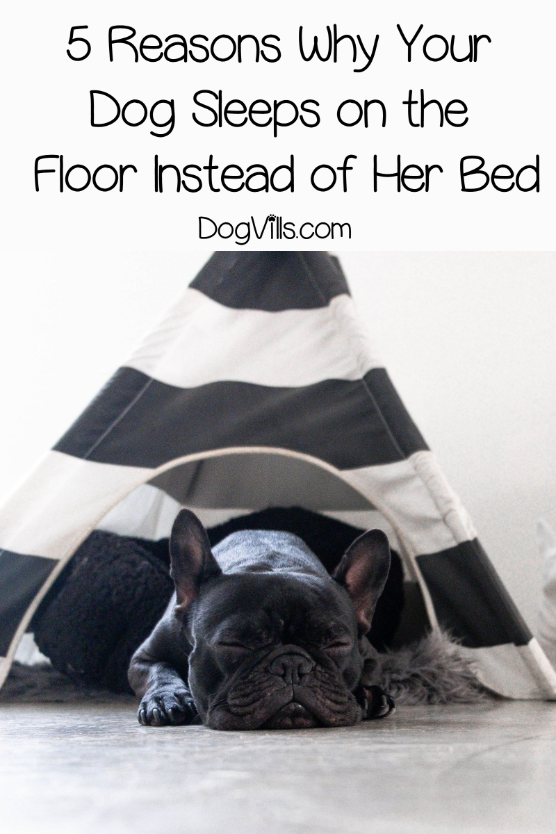 Dog Sleeps on the Floor Instead of 