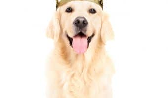 If you're on the hunt for the best Game of Thrones dog names, we've got you covered! Read on for 83 clever ideas for male & female pups!