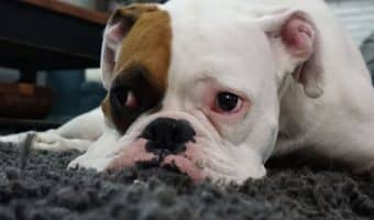 Wondering how to care for a sick dog at home? Read on to find out what to do (and not to do) when taking care of an ill pup on your own.