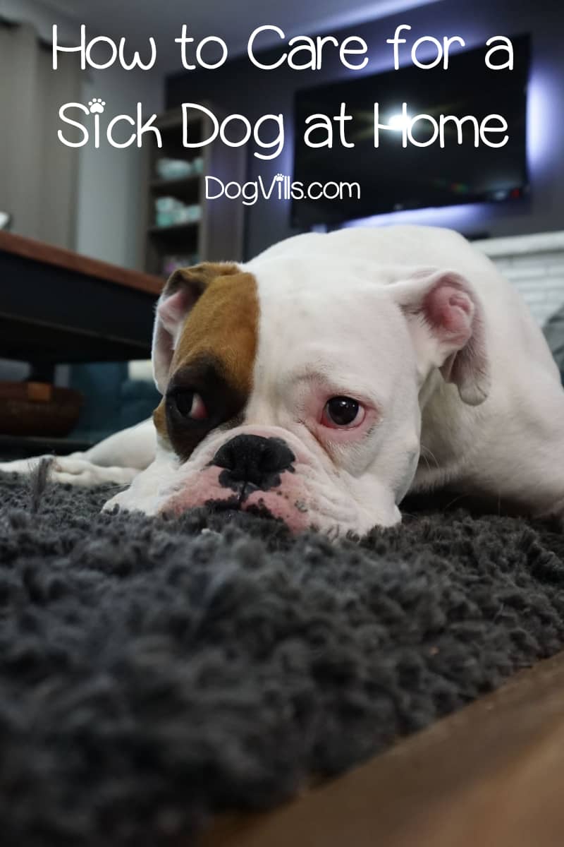 How To Care For A Sick Dog At Home (Best Practises)