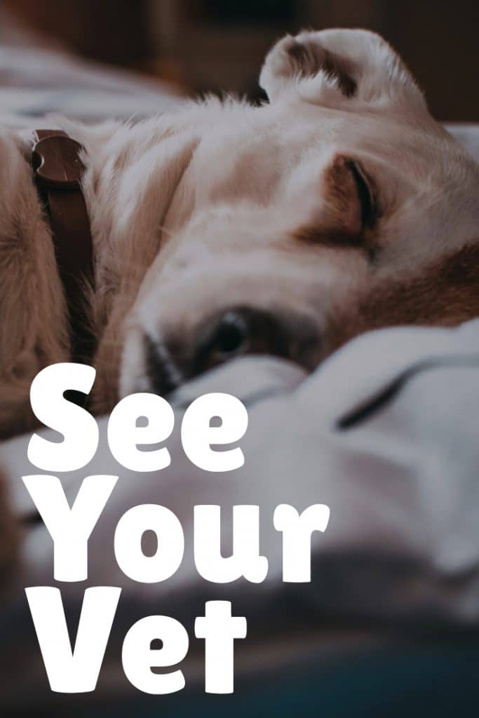 The very first thing you should do if your dog seems sick or off in any way is to visit your vet.
