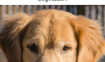 Owning a deaf dog may seem scary, but it's actually not very different from owning a hearing dog. Learn about owning a deaf dog and how to manage him here.