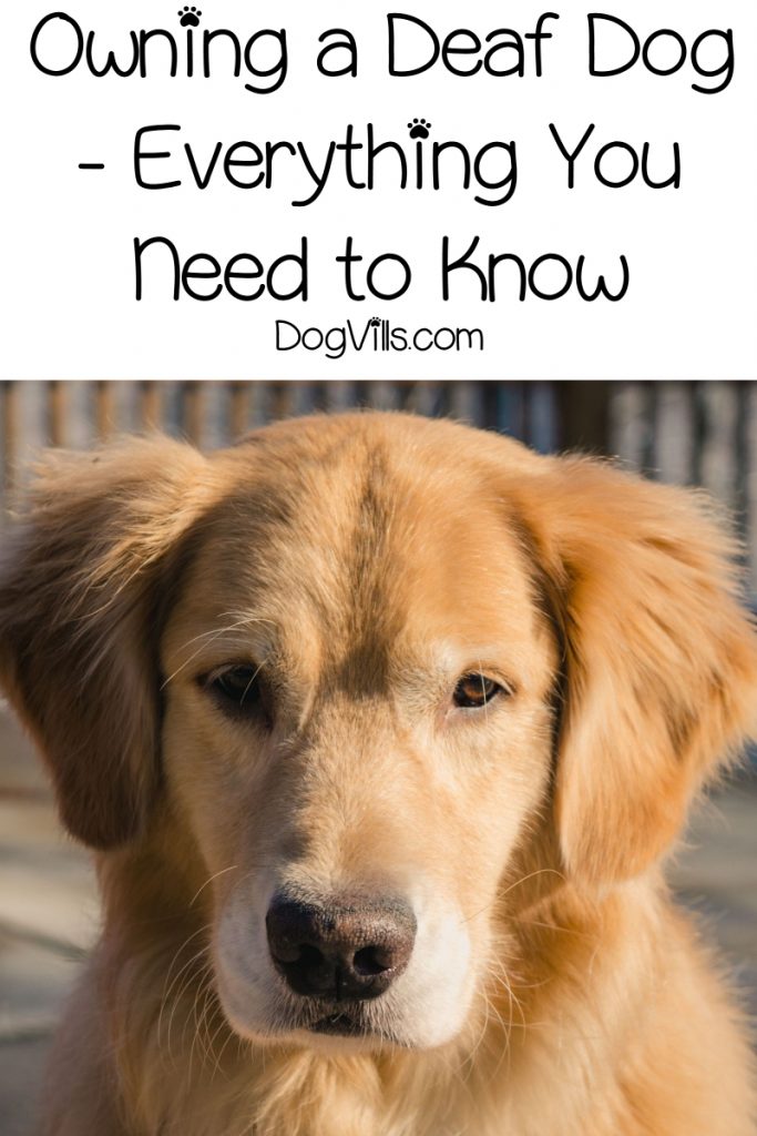 Owning a Deaf Dog Everything You Need to Know DogVills