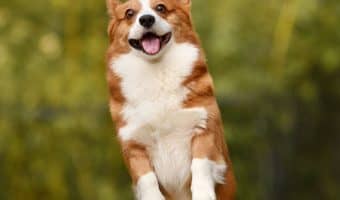 anime dog names Archives - DogVills anime dog names Archives - DogVills