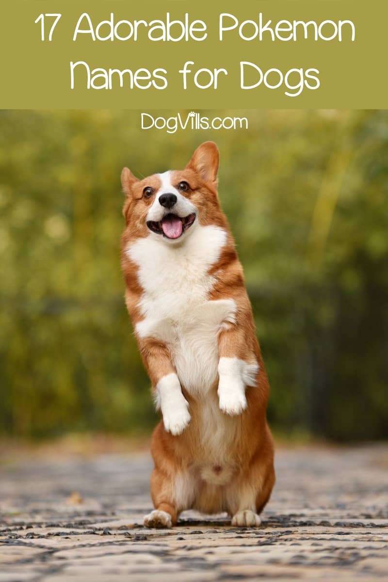 Top 17 Cutest Pokemon Names For Dogs Dogvills
