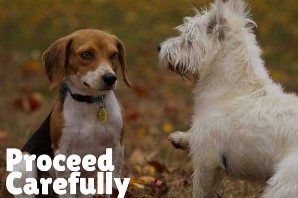 proceed carefully How to choose a second dog_