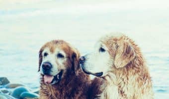 If a dog didn't get properly socialized in puppyhood, can you do it later in his life? Read on to find out why it’s such a challenge & how to do it!