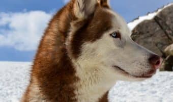 When you need an ESA , it's just as important to know the worst therapy dog breeds as it is to know the best. Find out which dogs to cross off your list!