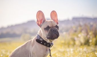 Looking for the best dog names inspired by travel? Read on for 110 related to famous travels, cities around the world, and more!