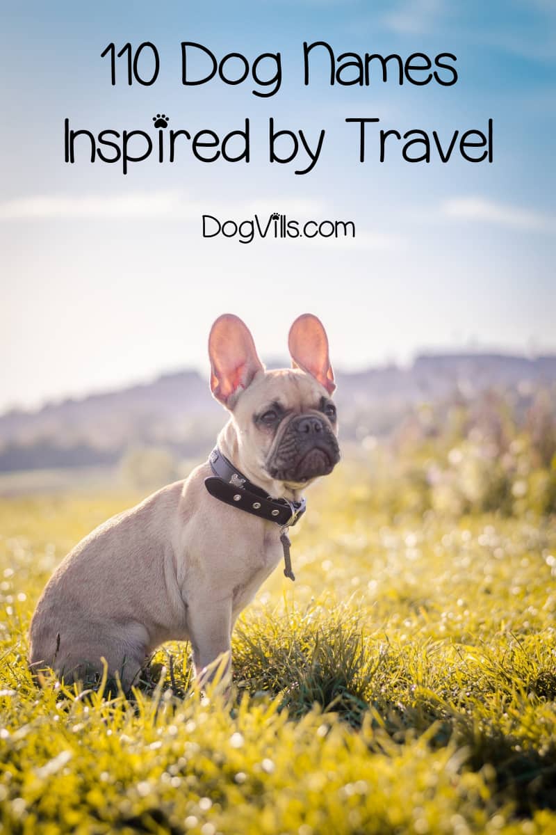 110 Dog Names Inspired By Travel Dogvills