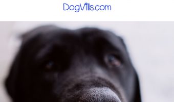 Do air purifiers really work for dog odors? Find out the in-depth answer, plus check out the top five air purifiers for dog smells!
