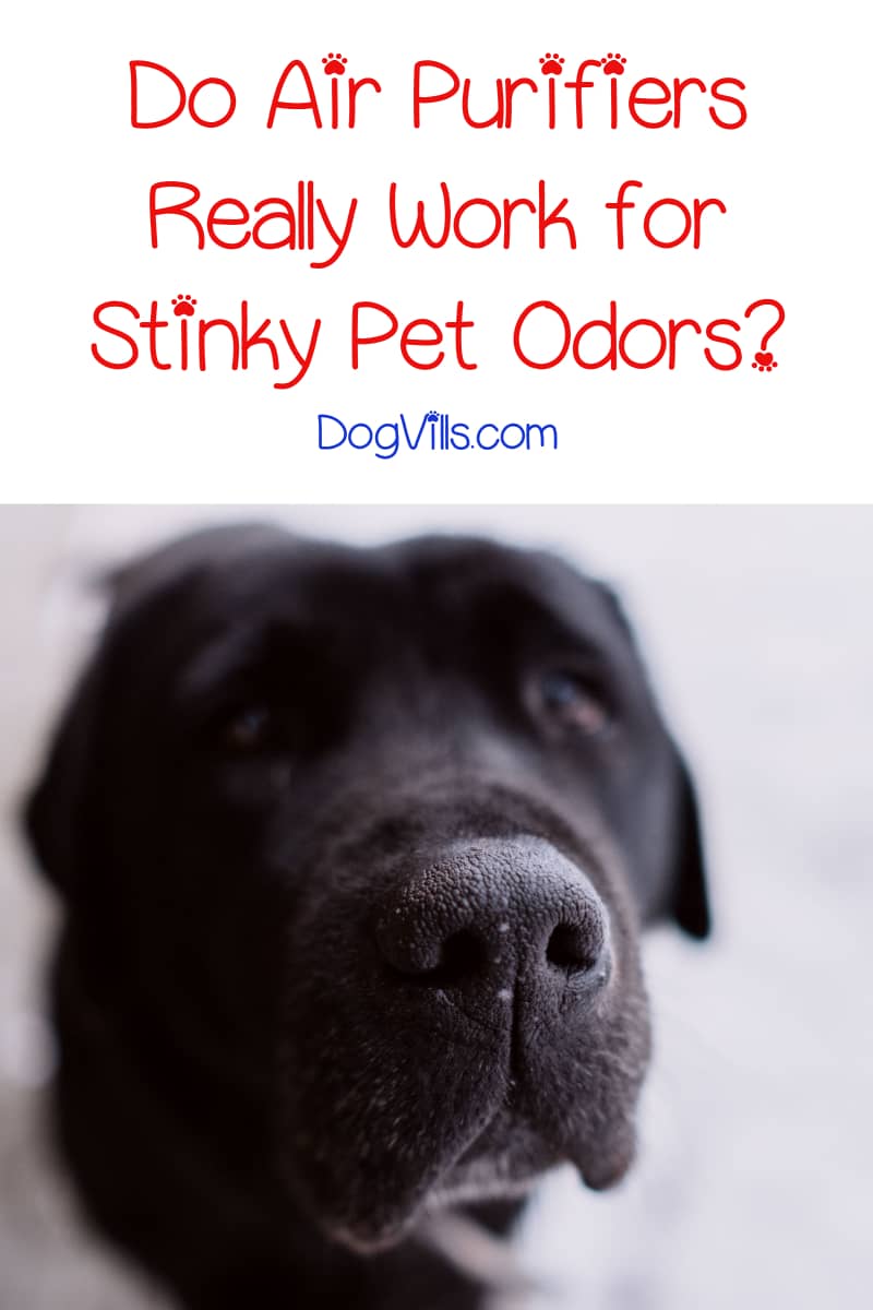 Top 5 Best Air Purifiers for Dog Smells (with Reviews) DogVills
