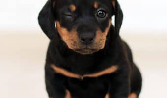 Looking for a judgement-free guide to what you need to know about dog breeding? Read on for what you need to know before you decide if it's right for you.