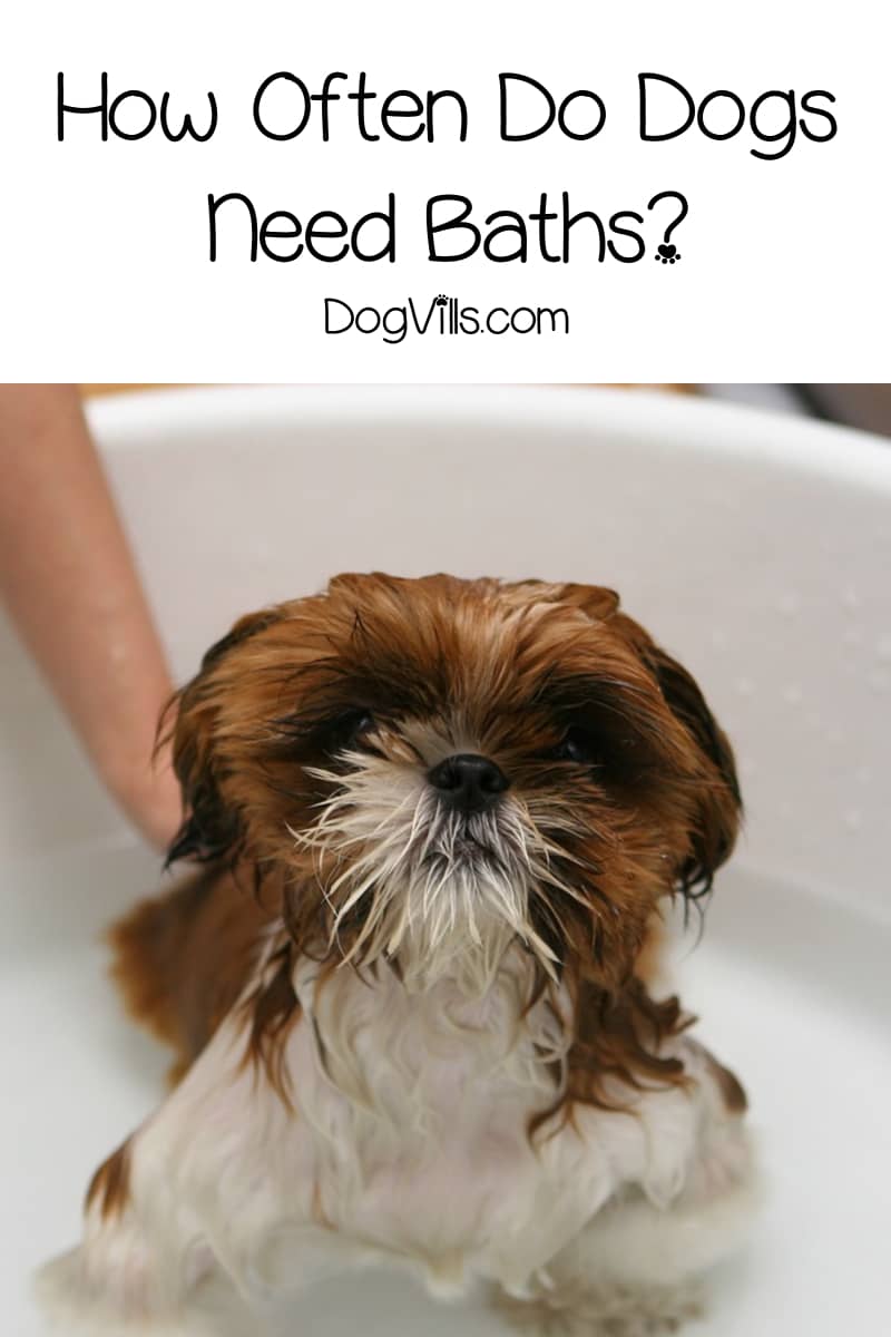 Bathing Your Dog Why, How Often, and How to Do It DogVills