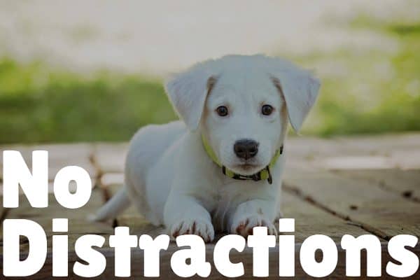 How to Teach a Puppy Their Name in 5 Easy Steps no distractions