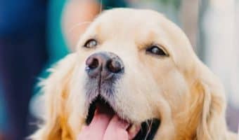 If you’re looking for the best dog beds for Golden Retrievers, I’ve got you covered! Read on for my top 5 picks (with complete reviews)!