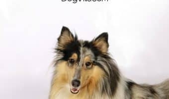 If you're curious about the best dog beds for medium dogs, today's post is for you! Read on to discover our top five favorites!