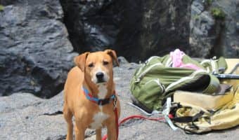 If you're looking for the best dog tents, I've got you covered (literally)! Check out our top five favorites for camping, beach days, and even indoor use!