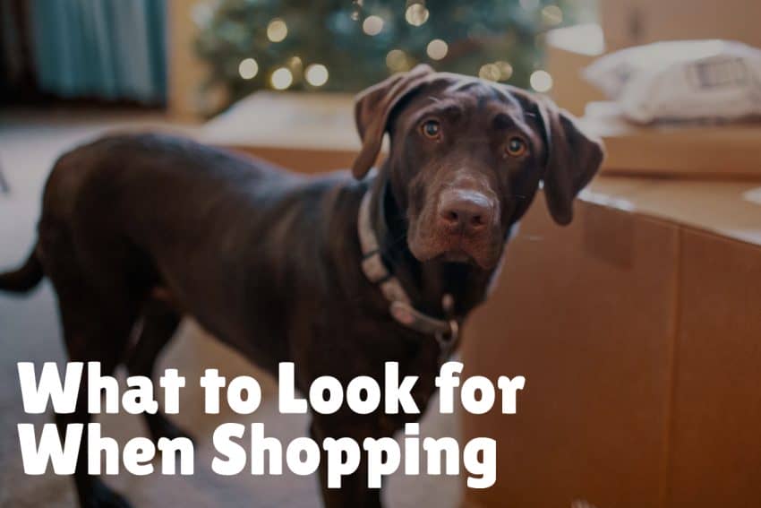 Do air purifiers really work for dog odors? Find out the in-depth answer, plus check out the top five air purifiers for dog smells!