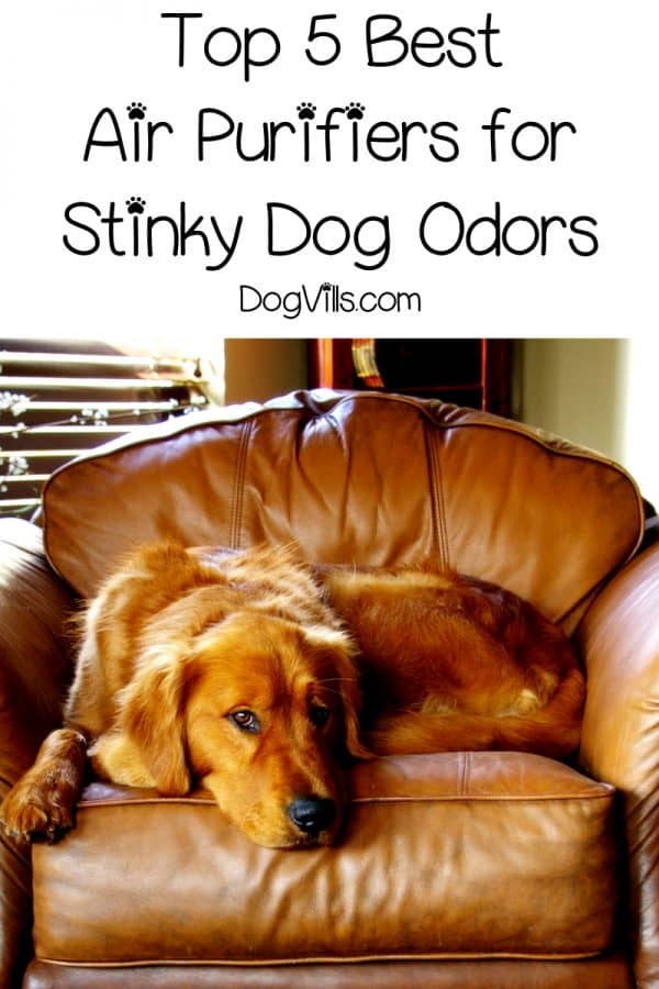 best air purifiers dogs