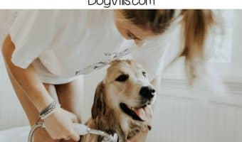 Bathing your dog is important for his health, but it's important to know how to do it. Learn how often to do it and tips on getting the job done right!