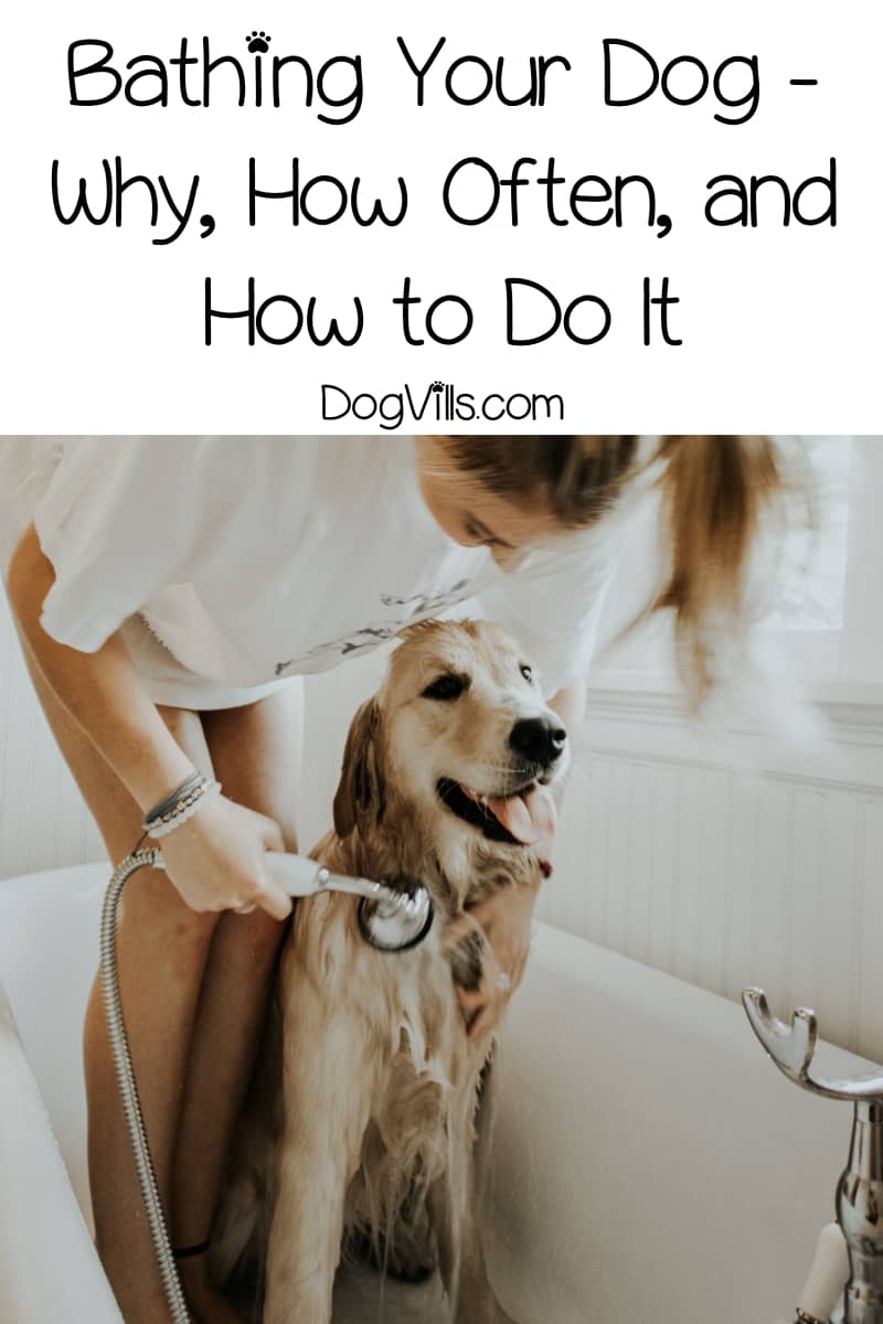 Bathing Your Dog Why How Often And To Do It Dogvills