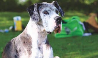 Which dog breeds are the best for summer and hot environments? Read on to find out top 7 dogs that can tolerate heat...and the ones that can't!