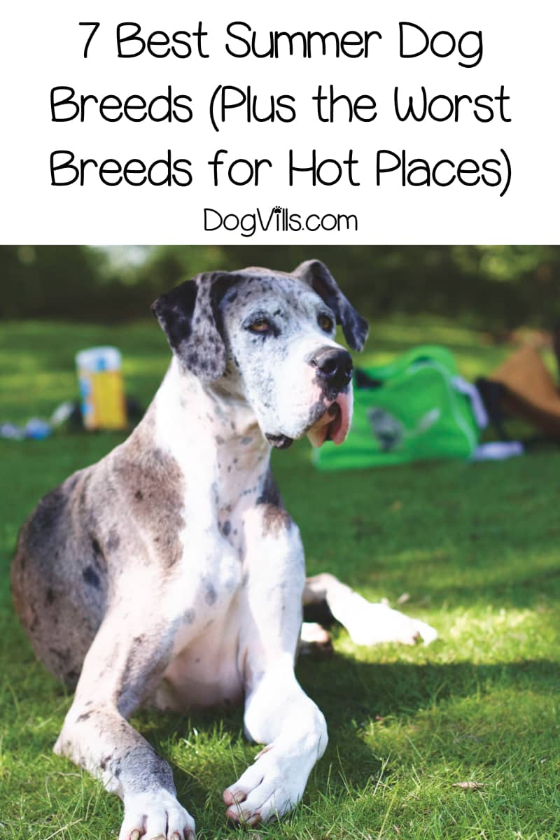 7 Best & Worst Dog Breeds For Hot Weather (Not All Pups Tolerate Summer)