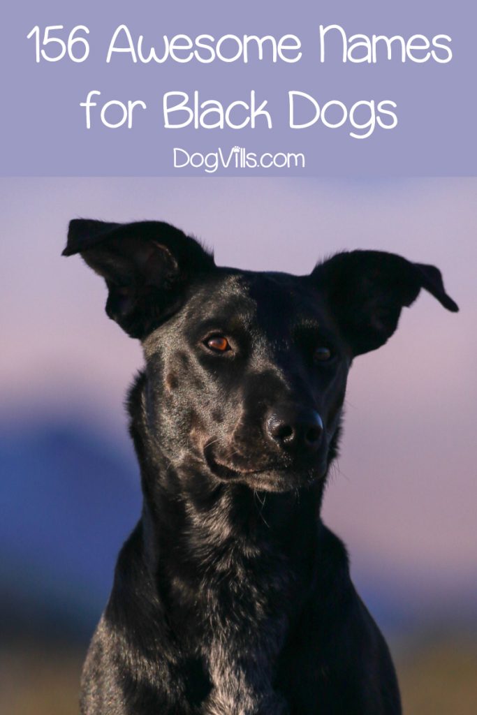 If you're looking for the best black dog names for your ebony-colored pup, you're in luck! We've rounded up over 150 fantastic ideas for male and female dogs. Check them out!