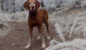 If you're looking for tips to keep your dog safe during camping, I've got you covered! Read on for ten things you need to know!