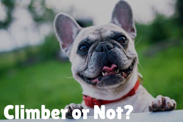 climber or not BuddyRest vs. Big Barker Dog Bed Comparison_ Which Is Best_