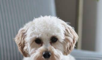 Are you wondering about dog aggression triggers? If your dog is acting aggressively or protectively, read on for 7 things that could be setting him off!