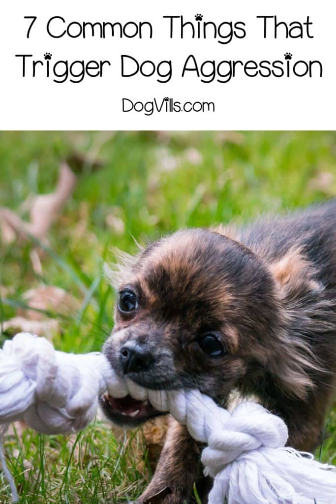 Are you wondering about dog aggression triggers? If your dog is acting aggressively or protectively, read on for 7 things that could be setting him off!